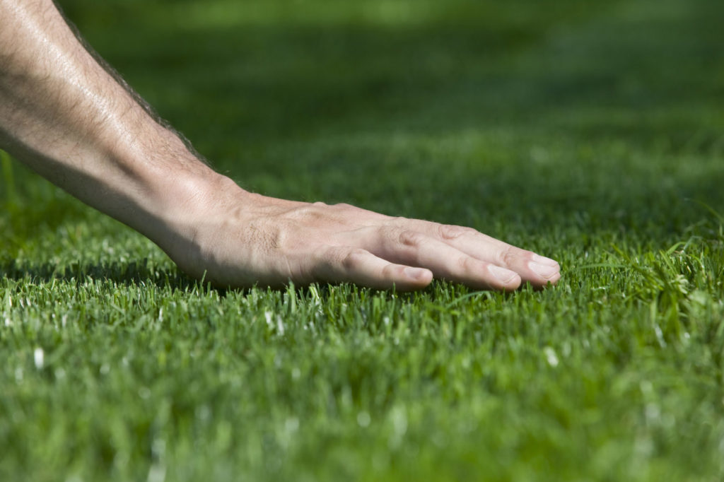 Why You Should Avoid Laying Sod on Existing Grass quantico creek sod